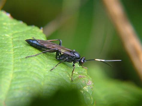 Diptera.info - Discussion Forum: UK Ichneumon Wasp -ID?