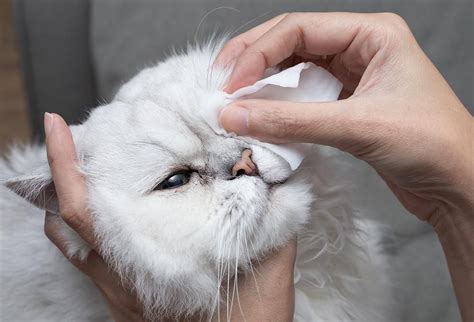 Pin on cat/animal Natural Remedies