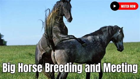 Big Horse Breeding | Beautiful Hybrid Horse Breed - YouTube