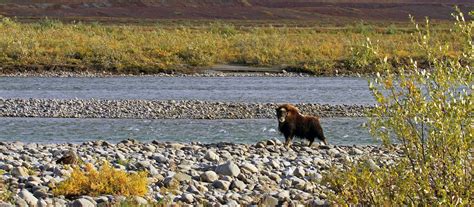 Entdecken Sie den Aulavik National Park - canusa.de