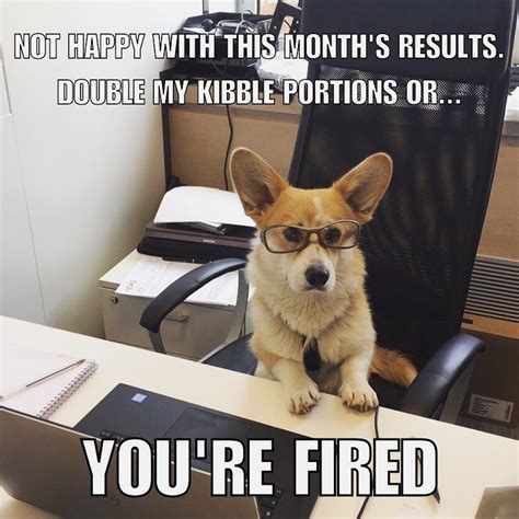 Dog boss, #lol. | Office humor, Used office furniture, Used cubicles