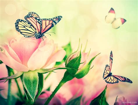 Butterflies And Roses Wallpaper download - Flower HD Wallpaper - Appraw