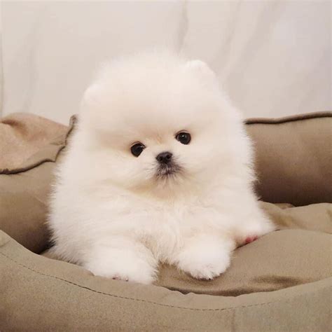 Teacup Pomeranian puppies for sale $500/Pomeranian for sale 500