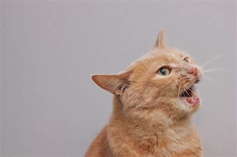 Premium Photo | An angry red cat with an open mouth. a dangerous pet.