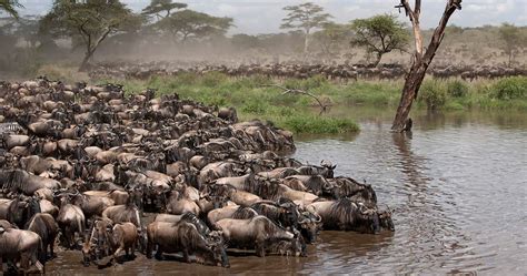 TOURISM – The Serengeti National Park