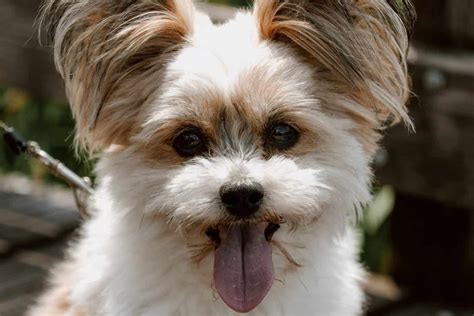 15 Things You Should Know Before Getting A Chihuahua Terrier Mix | Your Dog Advisor