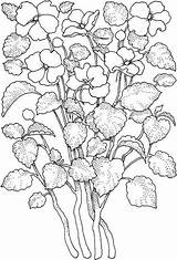 Free Printable Flower Coloring Pages For Kids  Best sketch template