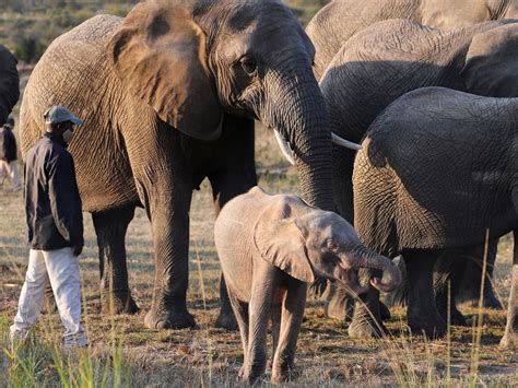 Albino elephant almost killed by snare beats odds to thrive in South ...