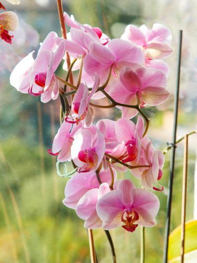 Orchid Light Requirements - Understanding Orchid Light Needs