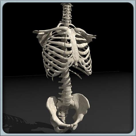 Human Torso Skeleton Male 3D Model #AD ,#Torso#Human#Skeleton#Model | Human skeleton anatomy ...