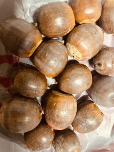 10 Natural Southern Red Oak Acorns Quercus buckleyi Seeds Tree ...