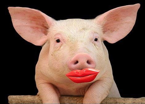 Lipstick on a Pig – Why digitalisation of the Project Execution Process has still not brought a ...