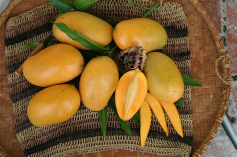 10 Popular Indian Mango Varieties