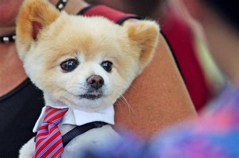 6 de los estilos de corte de pelo más lindos de Pomerania para mostrarle a su peluquero