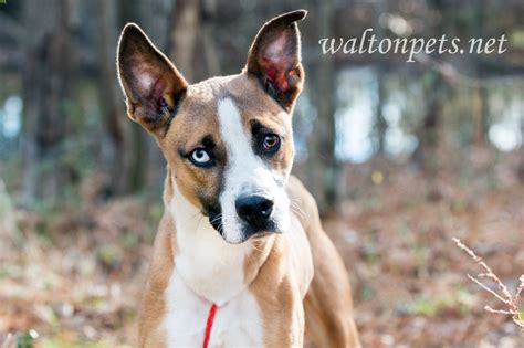 Basenji Mix Dog Rescue Photo Blog - WILLIAM WISE PHOTOGRAPHY