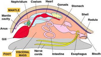 What are the four main body parts of most mollusks? | Socratic