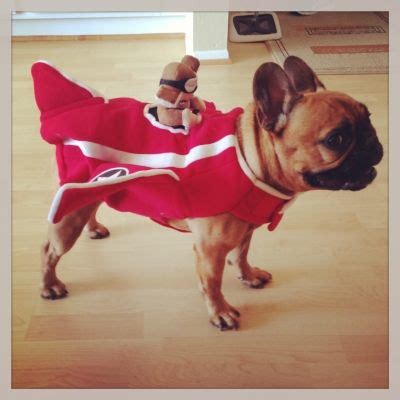 260 Frenchie costumes ideas | bulldog, french bulldog, cute animals