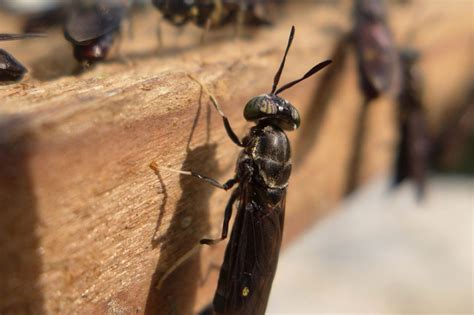 Black soldier fly larvae as edible enrichment for piglets - All About Feed