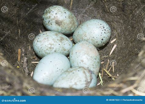 Song Thrush Nest With Eggs / Turdus Philomelos Stock Photo - Image: 40387322