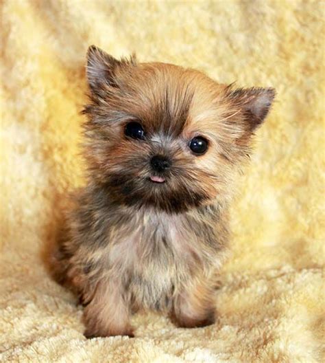 Teacup Full Grown Maltese Yorkie Puppies Teacup Full Grown Morkie - Just Call Me