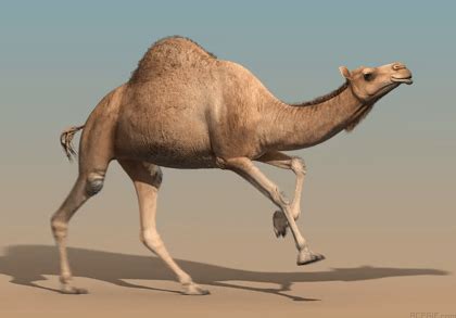 Kamel GIFs - 130 animierte GIF-Bilder von Kamelen | USAGIF.com