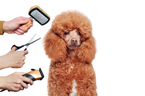 Why You Should Groom Your Dog at Home