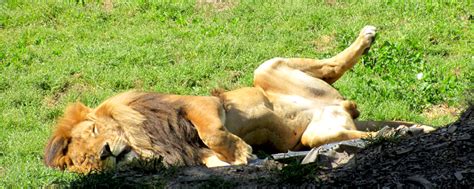 Daily Photo Canberra: Mogo Zoo