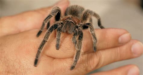 Before Getting a Pet Tarantula, Do Tarantulas Make Good Pets? - The Buzz Land