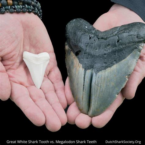 Megalodon vs. Great White Shark Comparison - Dutch Shark Society