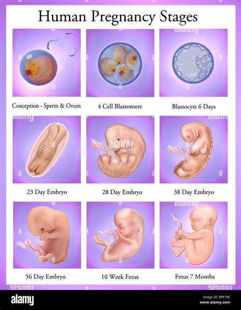 Human pregnancy stages Stock Photo: 65461914 - Alamy