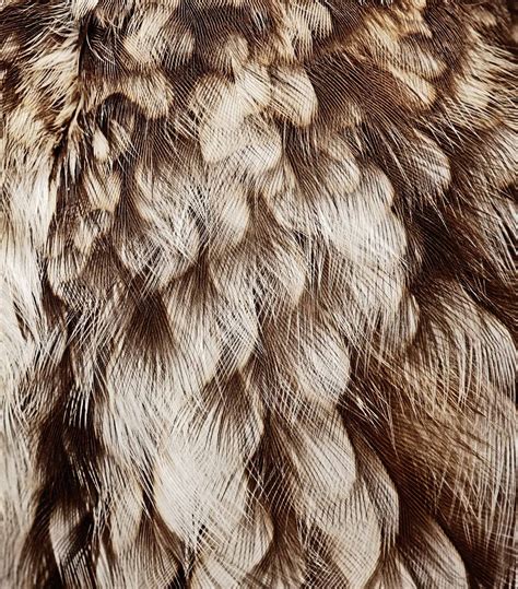 owl feathers | Owl feather, Owl house, Owl