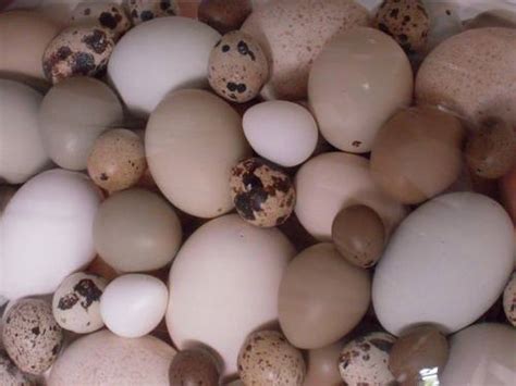 Fertile Parrot Eggs by verdict medical devices, fertile parrot eggs from NEW YORK CITY | ID ...