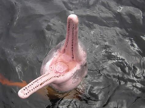 Pink River Dolphins | Pink river dolphin, Amazon river animals, Dolphin facts