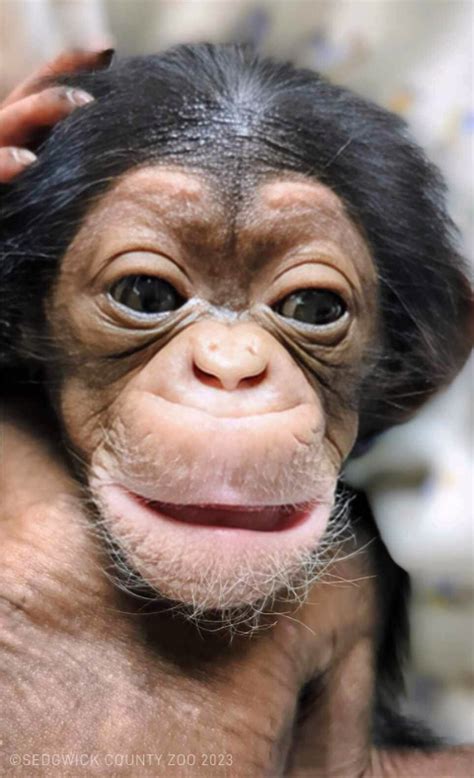 Meet Alizeti - SCZ’s newest chimpanzee – Sedgwick County Zoo