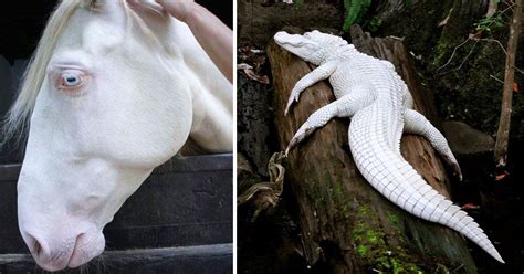 21 Amazing Photos Of Albino Animals