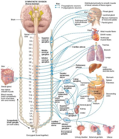 Structure of the sympathetic division of the autonomic nervous system | Autonomic nervous system ...