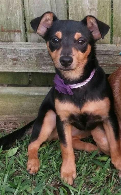 Mini Pinscher Chihuahua Mix Puppy - Pets Lovers