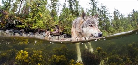 Meet Rare Sea Wolves Who Live Off The Ocean And Can Swim For Hours