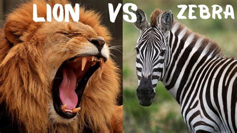 LION VS ZEBRA - YouTube