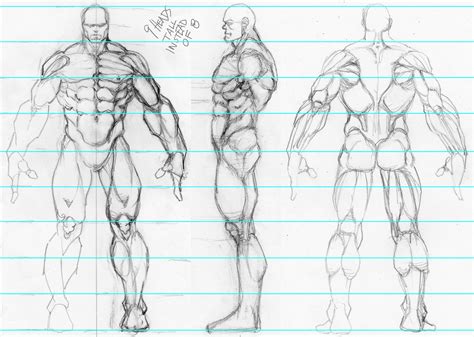 Muscles | Proporções humanas, Referência anatomia, Anatomia para artistas