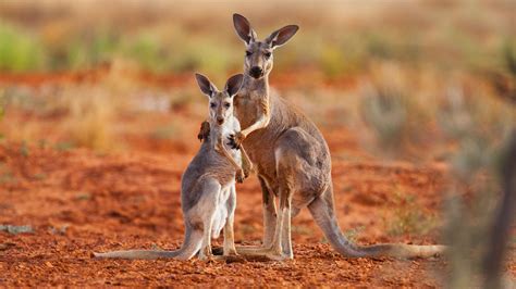 Kangaroos Can Learn To Communicate With Humans, Researchers Say | HuffPost