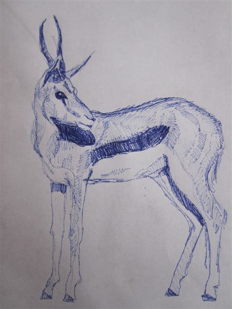 'Springbok' Pen Drawing by Gayamitzu on DeviantArt