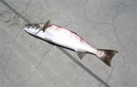 Manhattan Beach Pier - Pier Fishing in California