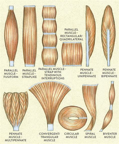 Arrangements of muscle fibers