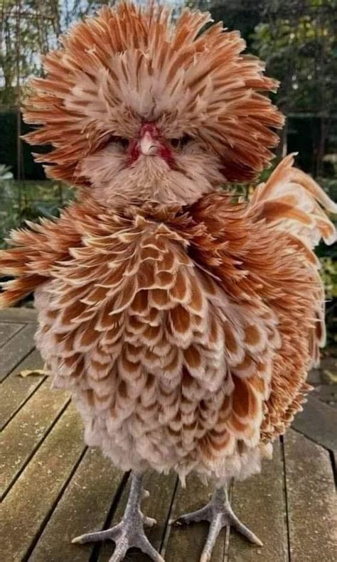 Buff Laced Polish Chicken : r/chickens