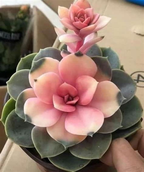 40 echeveria types care with pictures – Artofit