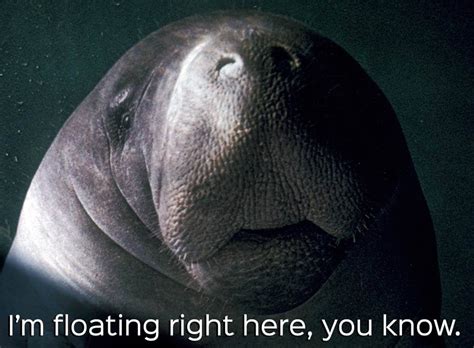 Manatee Appreciation Day Should Be Every Day | PETA