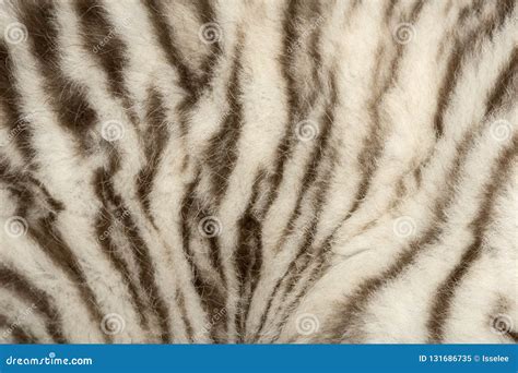 Macro of a White tiger fur stock image. Image of feline - 131686735