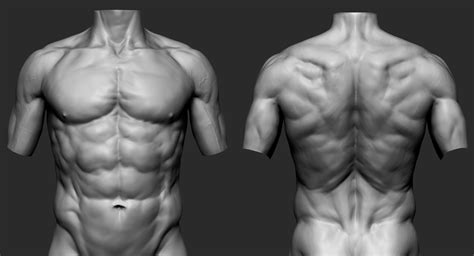 Pin by Jean-Luc Périgueux on 3D Anatomy | Male torso anatomy, Male ...