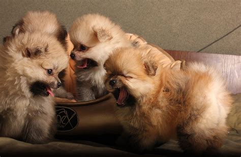 What Is The Pomeranian Dog Price In India? - Pet Care Tips